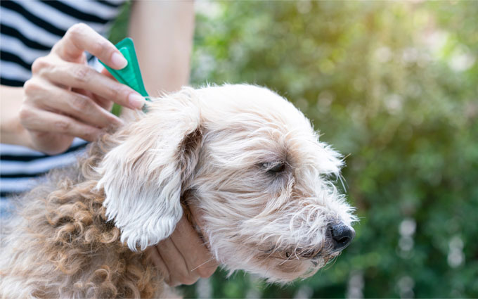 Cutting edge protection