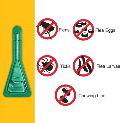 Frontline Plus can deal with these effectively!