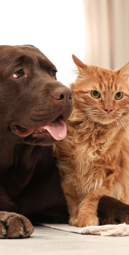 Protection you can trust.