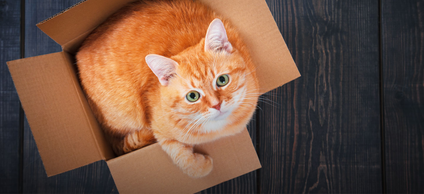 Frontline Plus for Cats