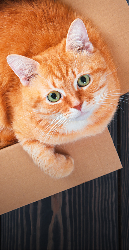 Frontline Plus for Cats