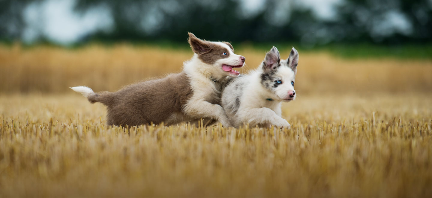 Trust Frontline for your dogs