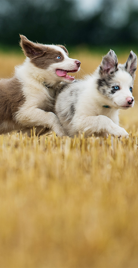 Trust Frontline for your dogs