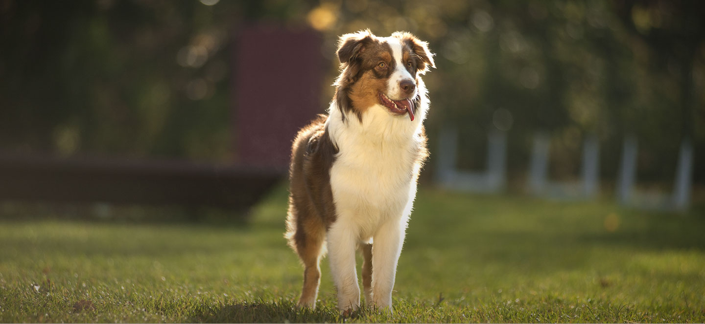 Frontline Plus for Dogs