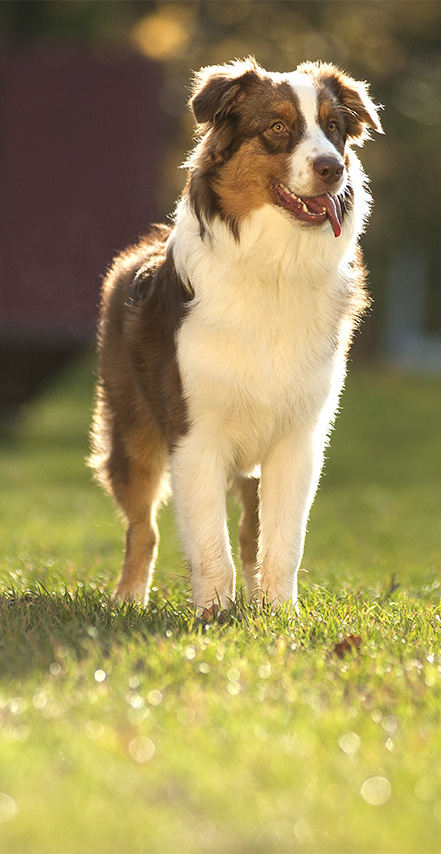 Frontline Plus for Dogs