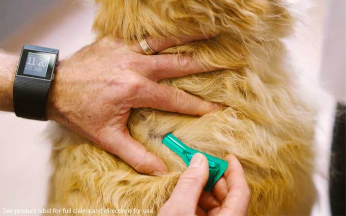 How to use Frontline Plus