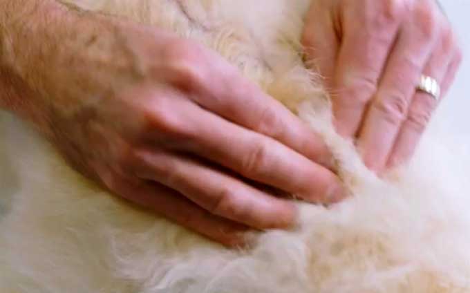 How to search for ticks