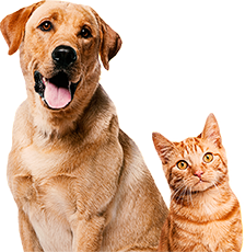 How to apply Frontline Plus