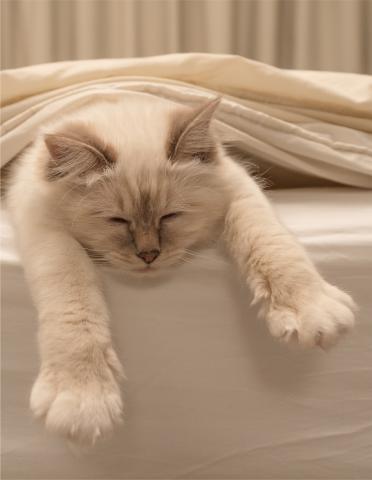 Can your cat have Lyme disease too?